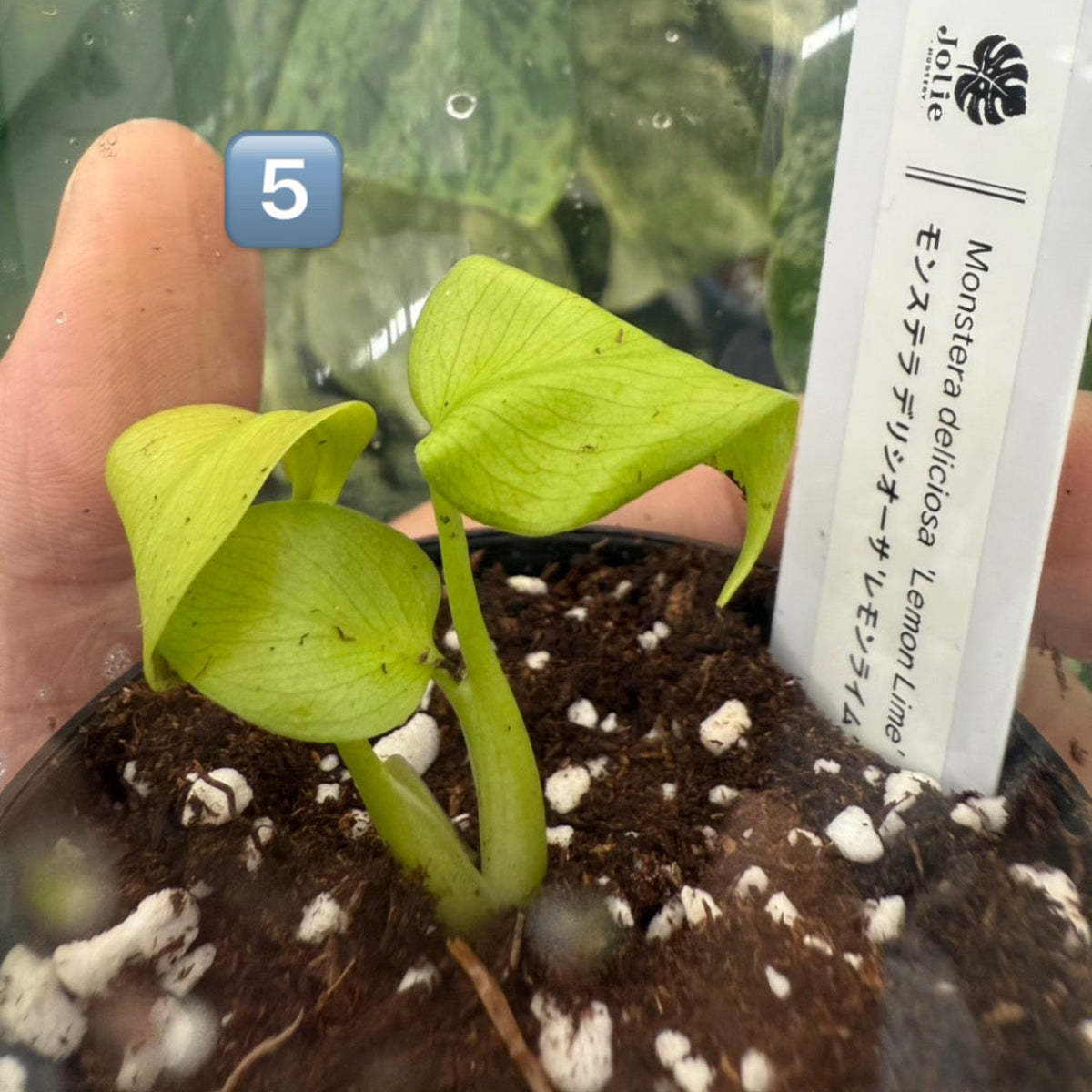 60%OFF【希少/選抜】モンステラ　デリシオーサ 'レモンライム'