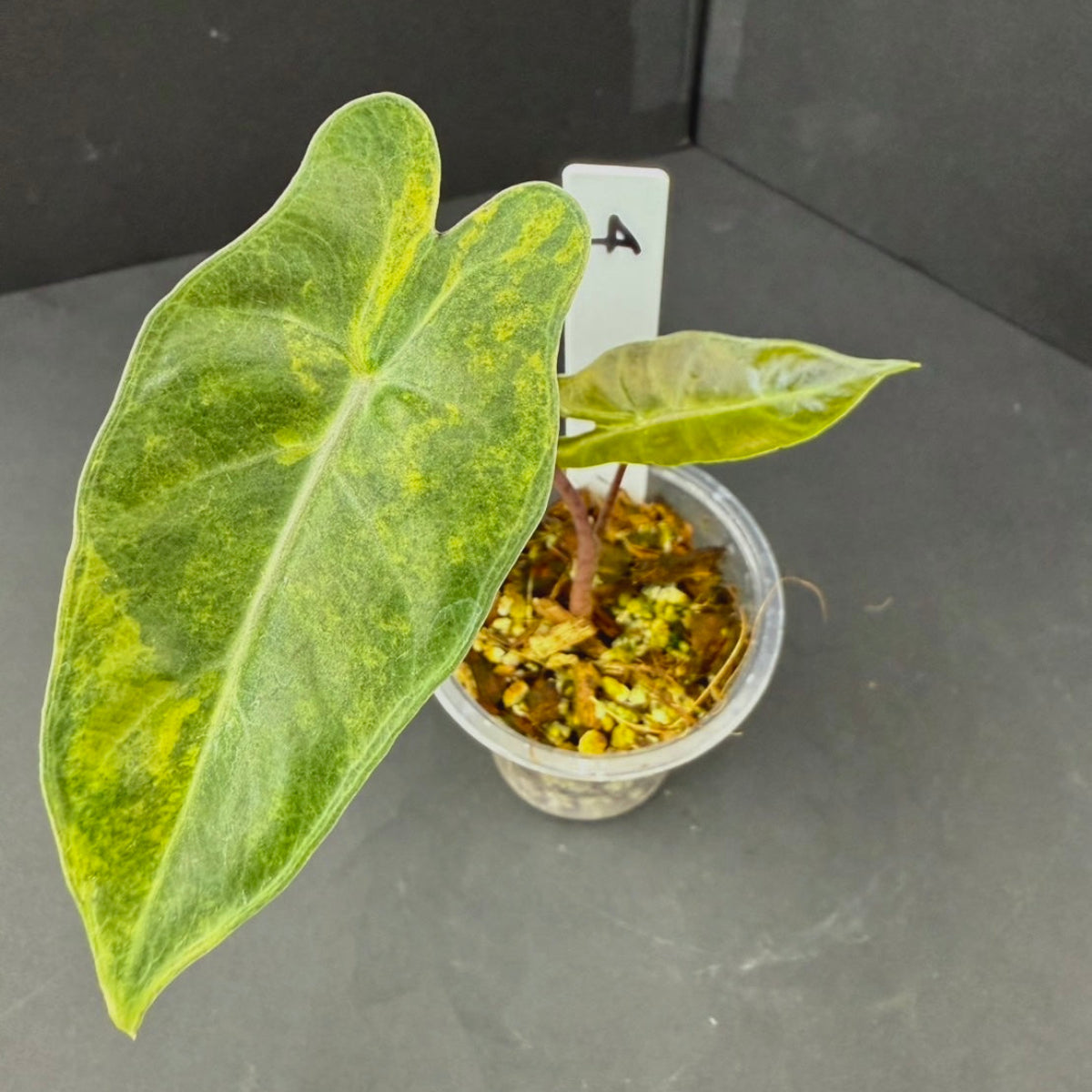 アロカシア プセウド サンデリアナ オーレア 斑入り – RARE PLANTS 
