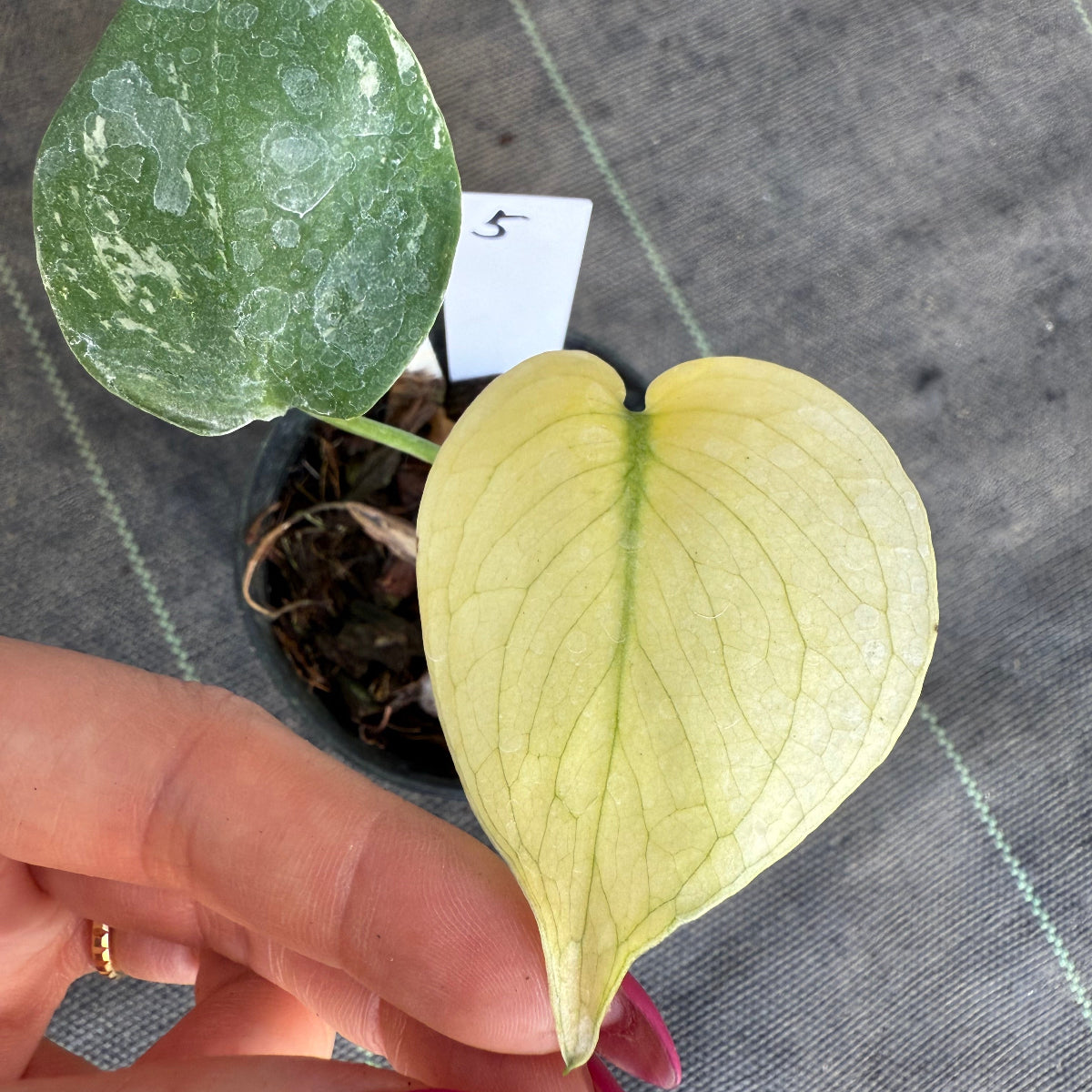 スペシャルセール【選抜】モンステラ　デリシオーサ 'ホワイトモンスター' 3.5号