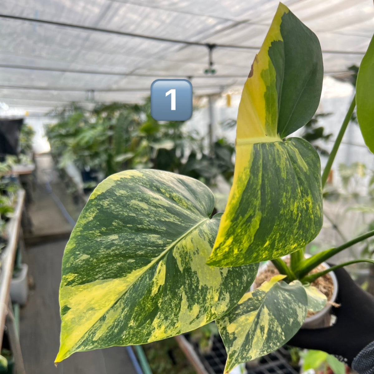 初出品/コレクション】モンステラ デリシオーサ 'ポンポン' – RARE