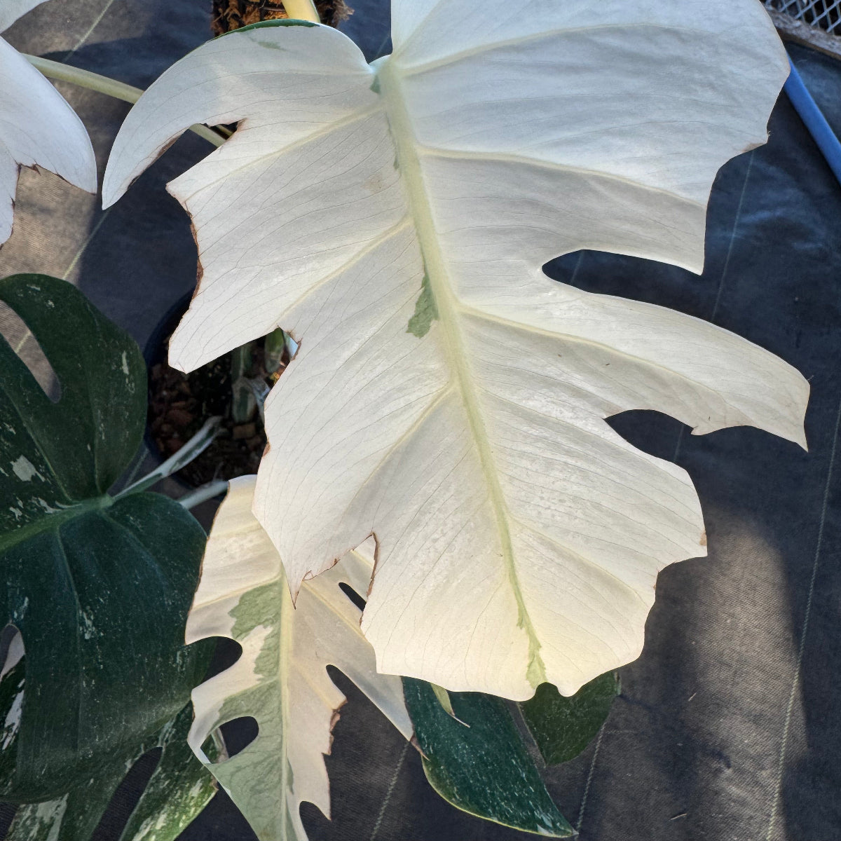 厳選】モンステラ・デリシオーサ var.ボルシギアナ 'アルボ