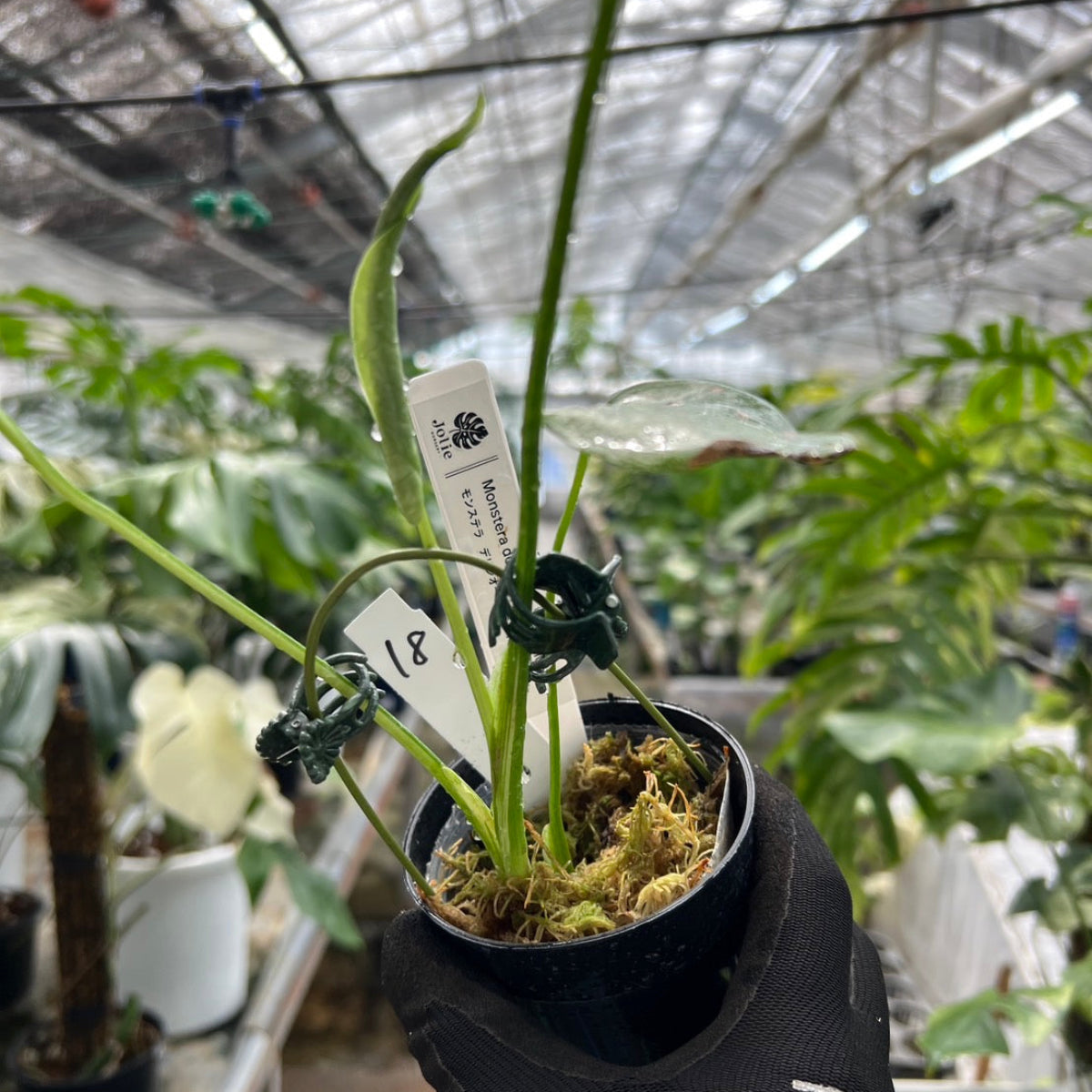 選抜/コレクション】モンステラ デリシオーサ 'ミント トリカラー' 3号