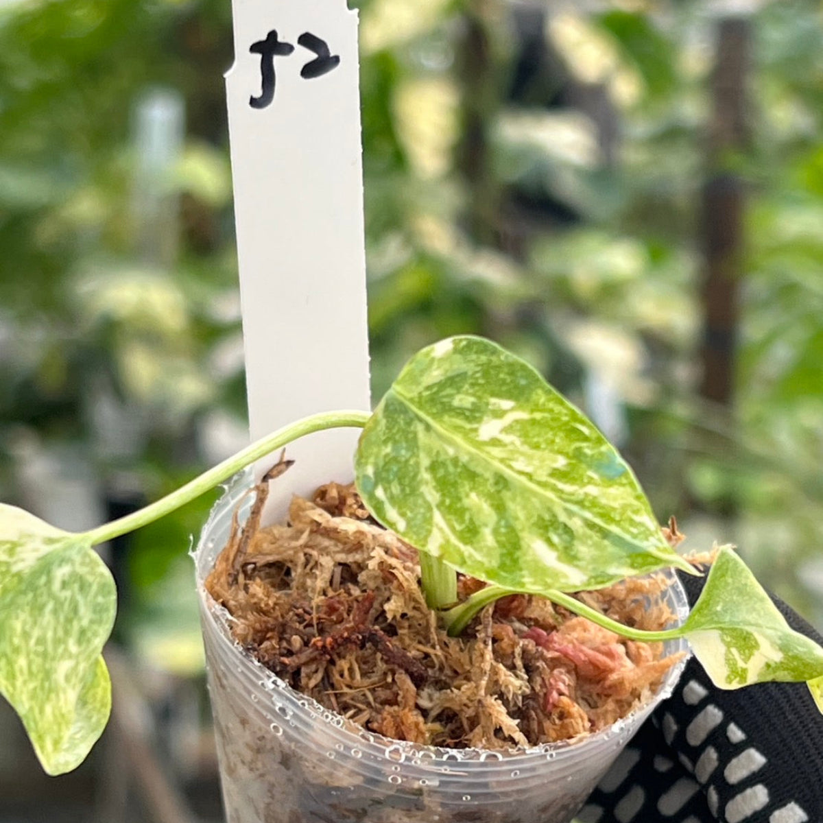 【シロウト園芸選抜株/2号サイズ】モンステラ・デリシオーサ　'タイコンステレーション'