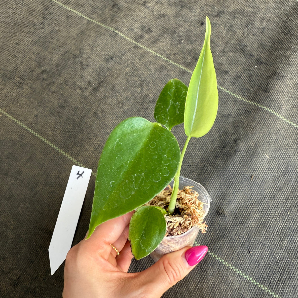 【希少/再入荷】モンステラ・デリシオーサ var.シエラナ 2号サイズ