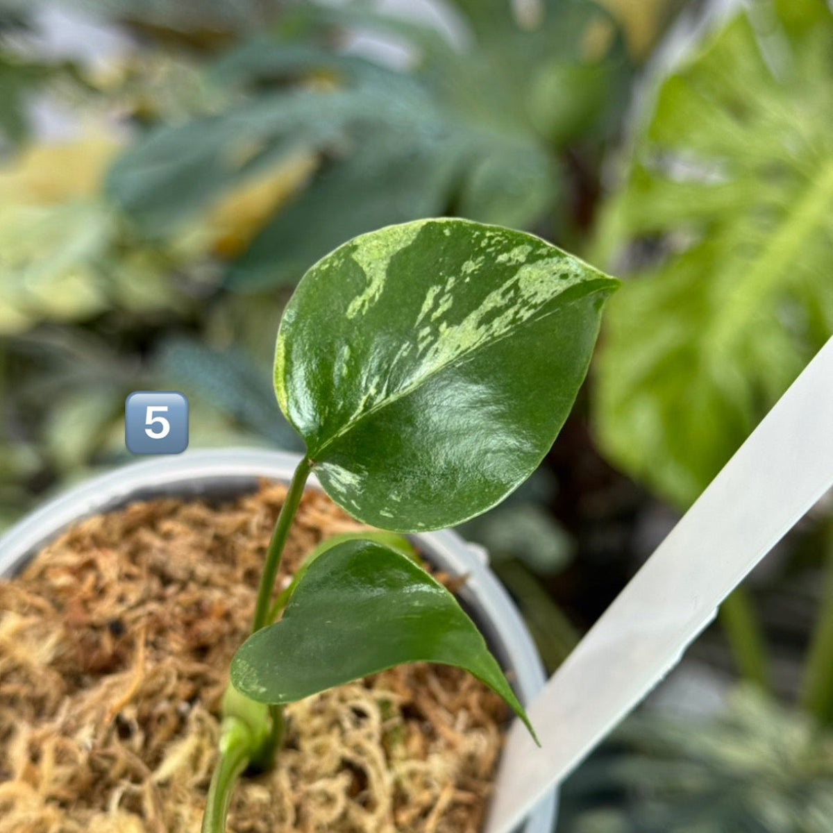 【希少/コレクション】モンステラ・デリシオーサ 'ベトシオーサ' TC苗順化済み