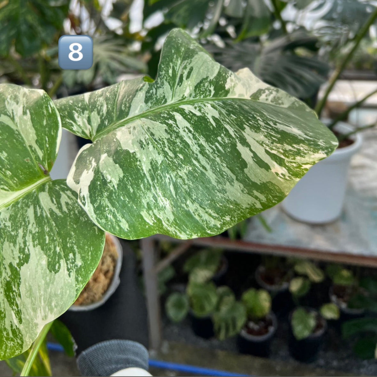 【選抜】モンステラ・デリシオーサ var.ボルシギアナ 'アルボ(ホワイトタイガー)'