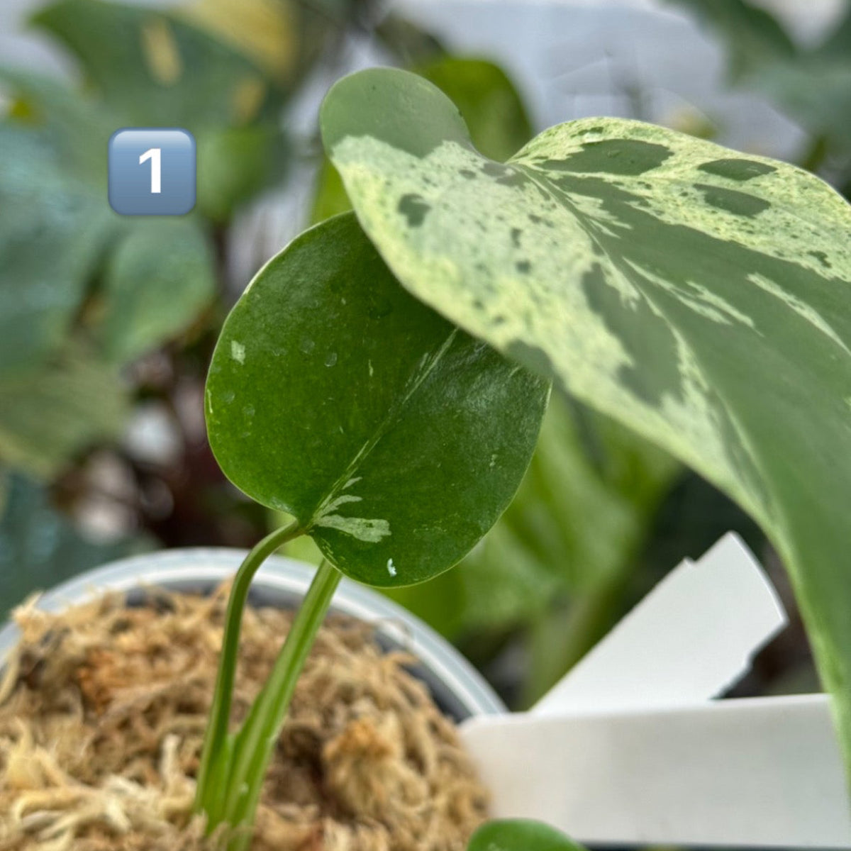 【希少/コレクション】モンステラ・デリシオーサ 'ベトシオーサ' TC苗順化済み