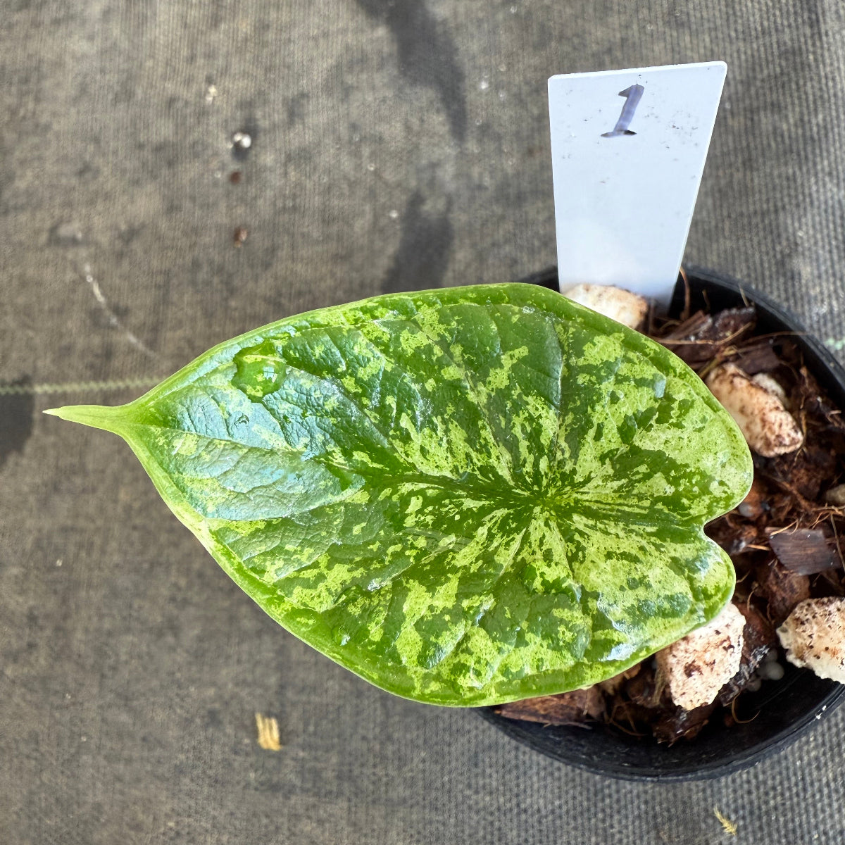 【シロウト園芸選抜】【希少】アロカシア 'ドラゴンスケール' ミント 3.5号　選択可能