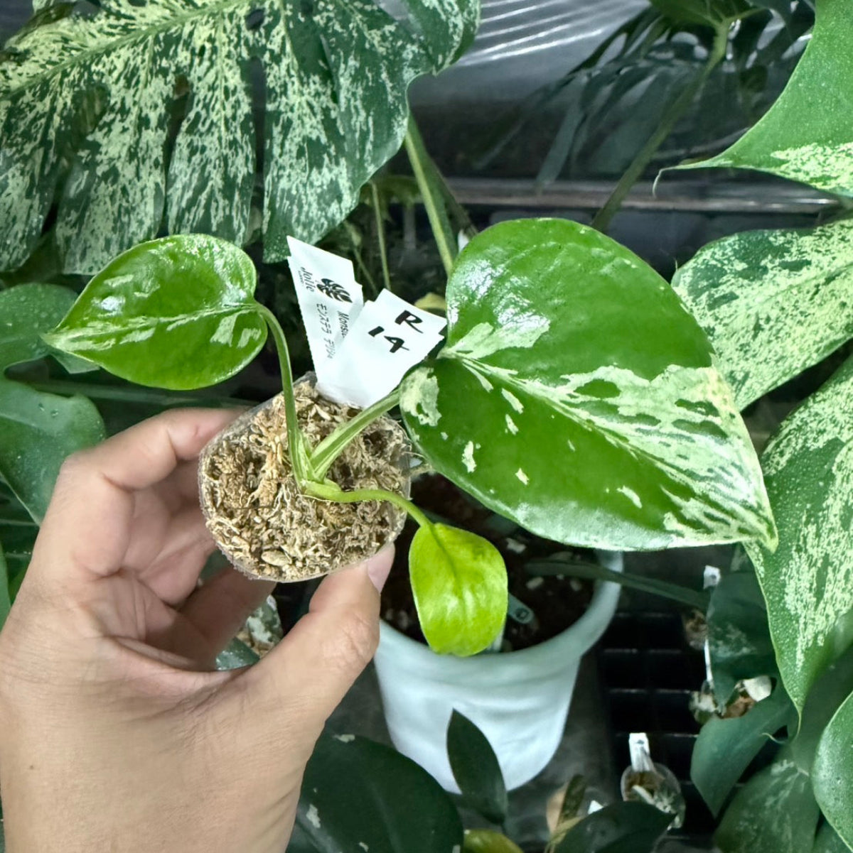 【選抜/コレクション】モンステラ・デリシオーサ 'ベトシオーサ'2号サイズ