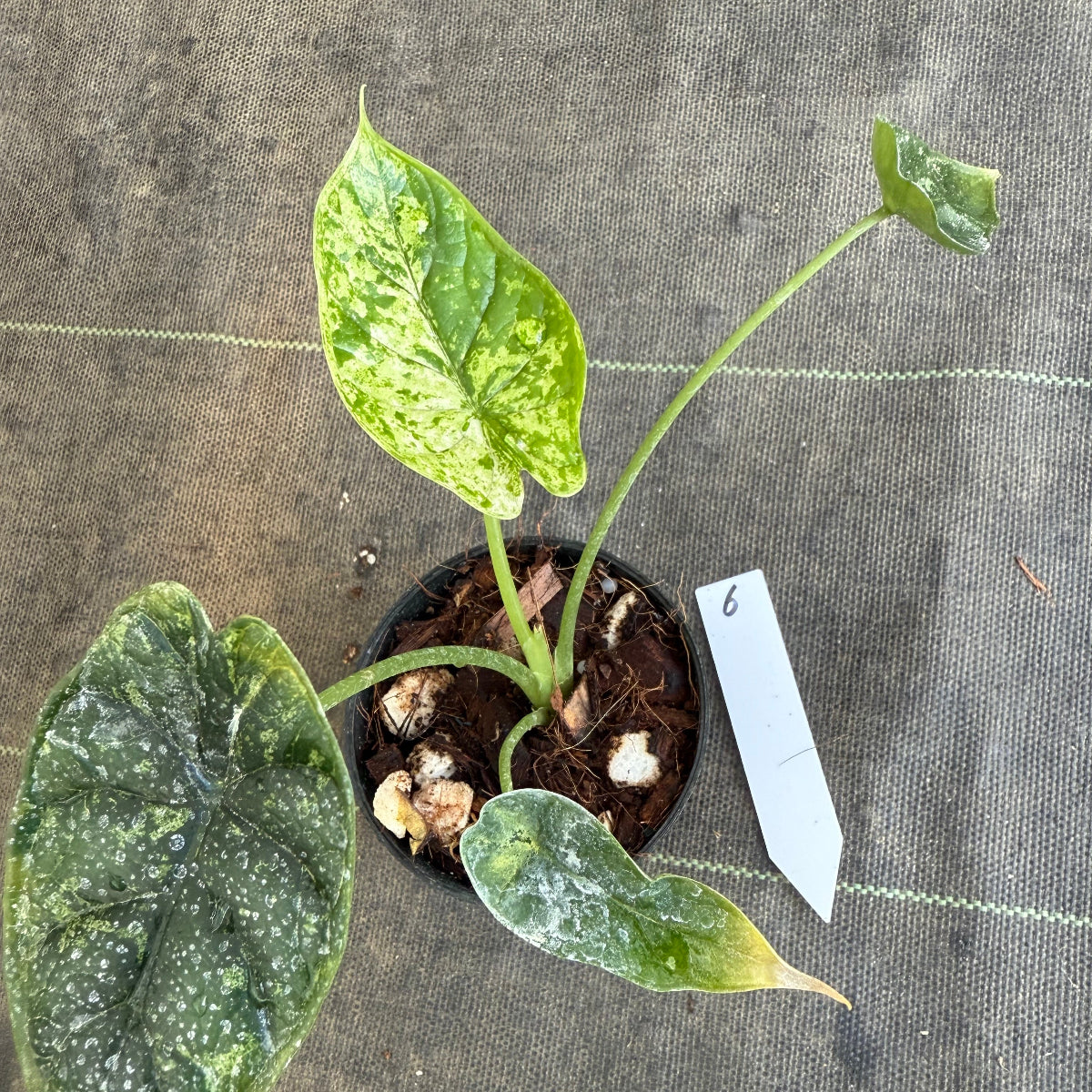 【シロウト園芸選抜】【希少】アロカシア 'ドラゴンスケール' ミント 3.5号　選択可能