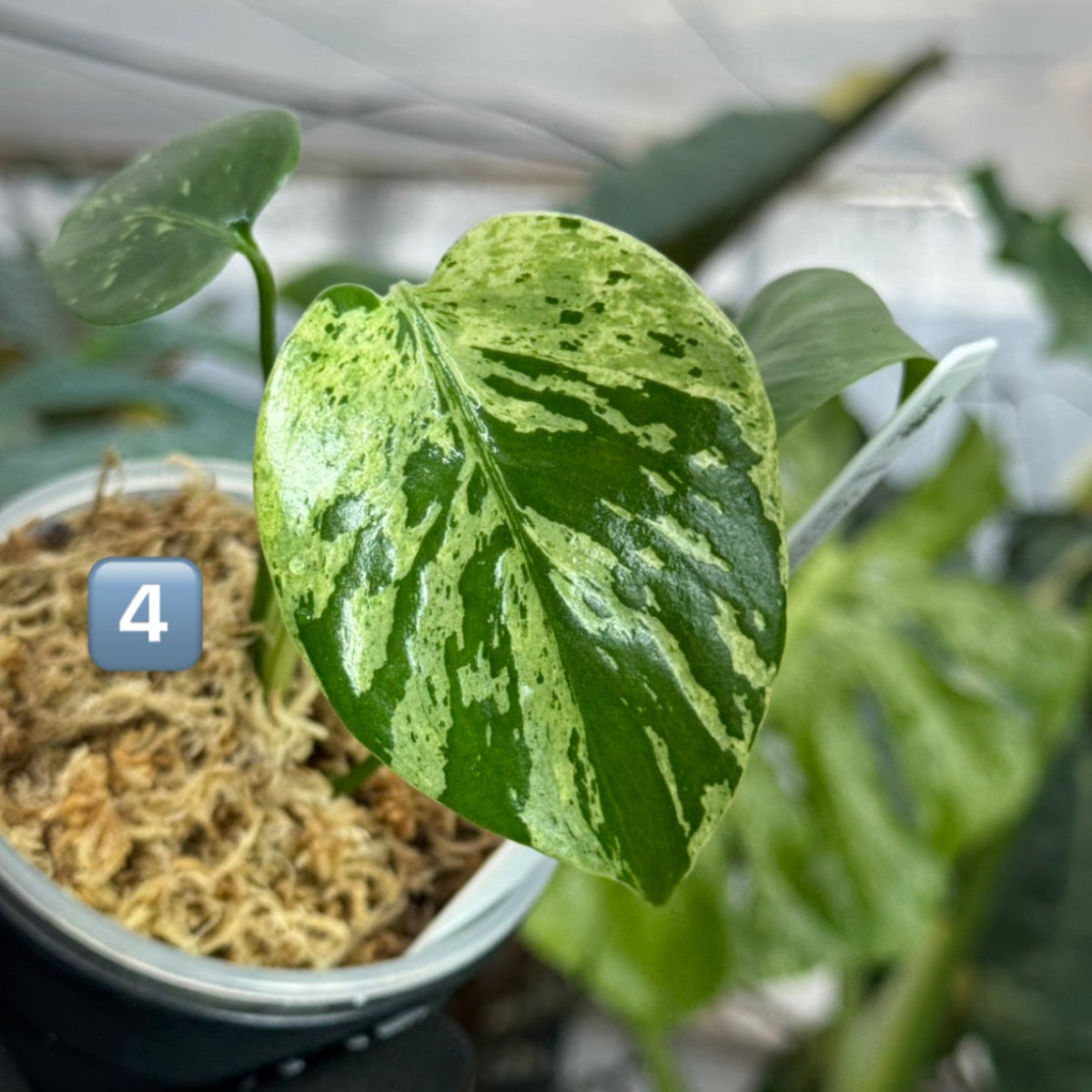 【希少/コレクション】モンステラ・デリシオーサ 'ベトシオーサ' TC苗順化済み