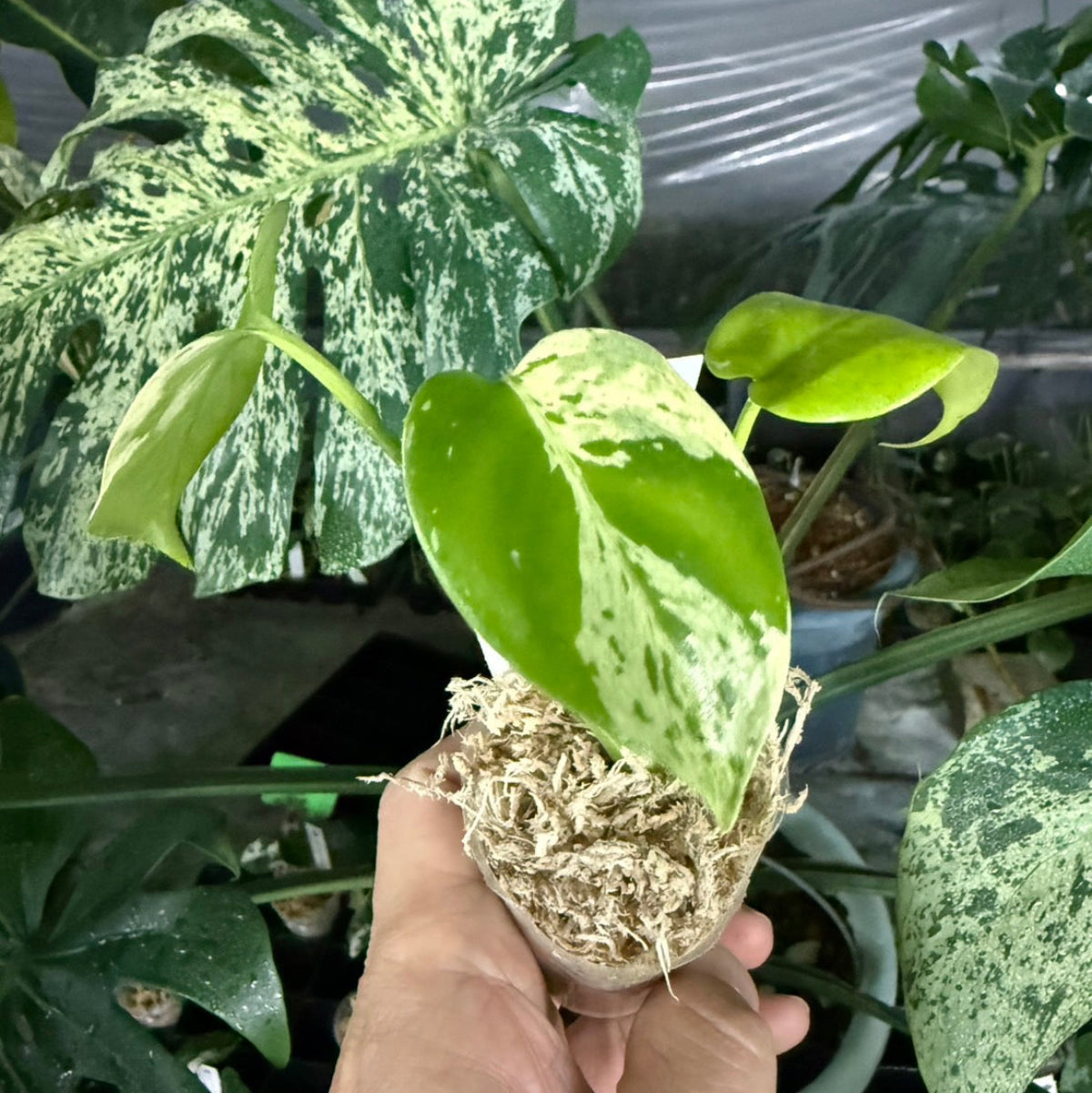 【選抜/コレクション】モンステラ・デリシオーサ 'ベトシオーサ'2号サイズ