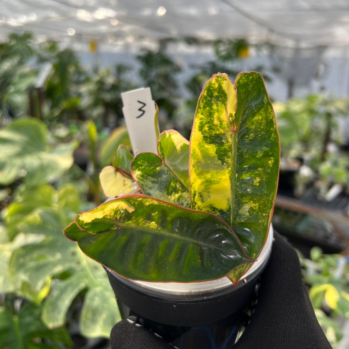 フィロデンドロン・ビレッティア 斑入り 3.5号サイズ