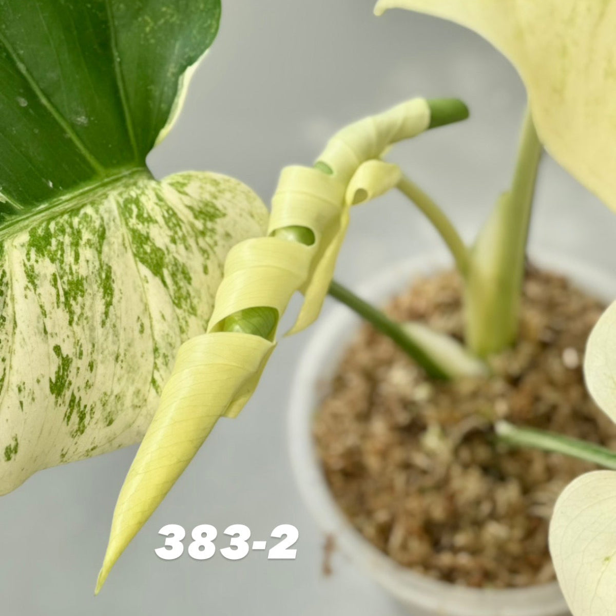 【予約販売6-383-1/2/3/4-5】モンステラ デリシオーサ 'ホワイトティア'