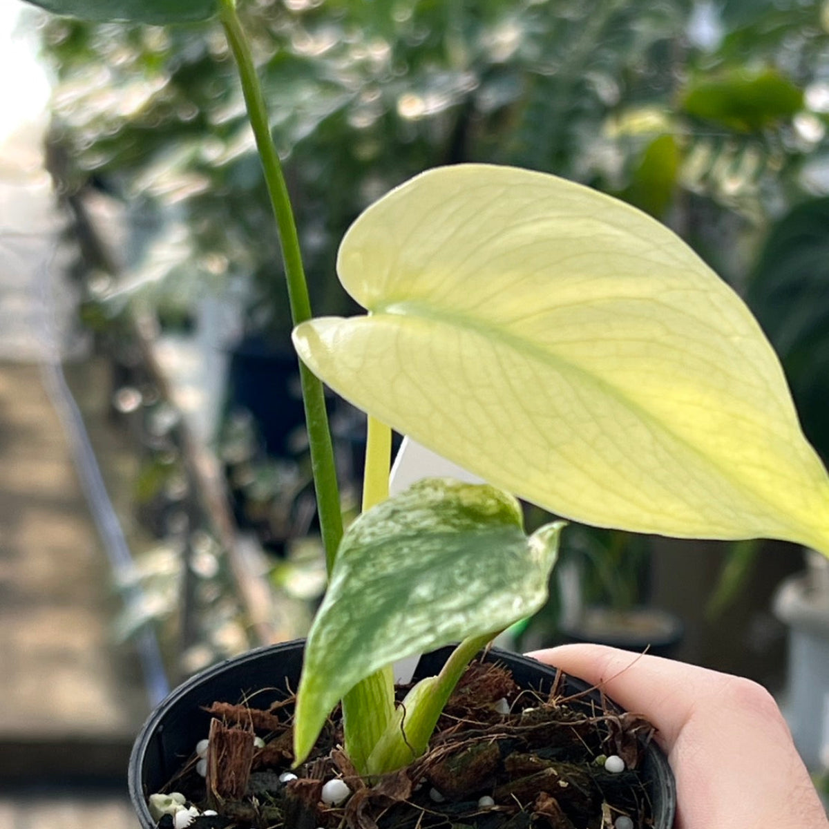 50%OFF【選抜】モンステラ デリシオーサ 'ホワイトモンスター – RARE