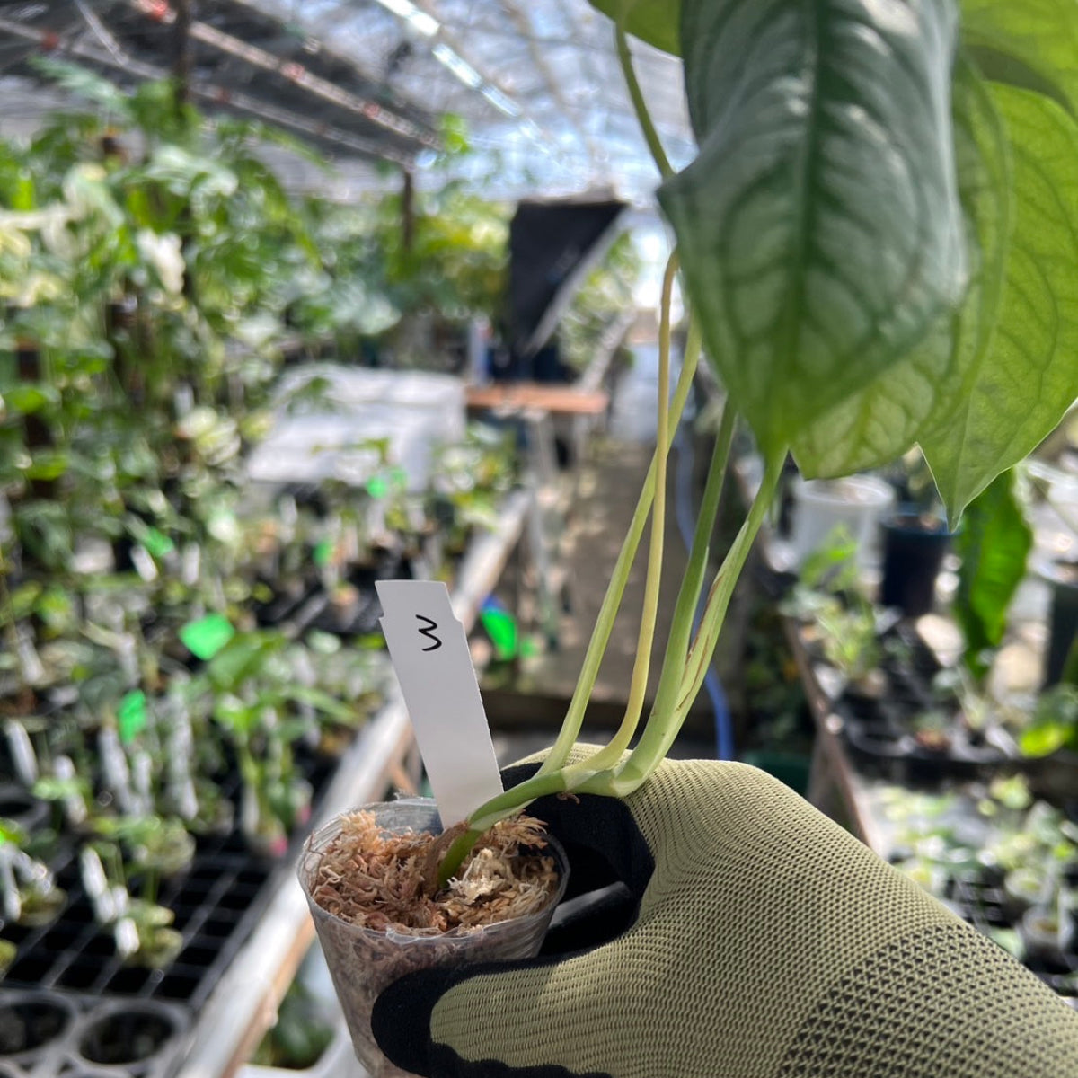 モンステラ シルテペカナ 2号 – RARE PLANTS JAPAN (レアプランツジャパン)