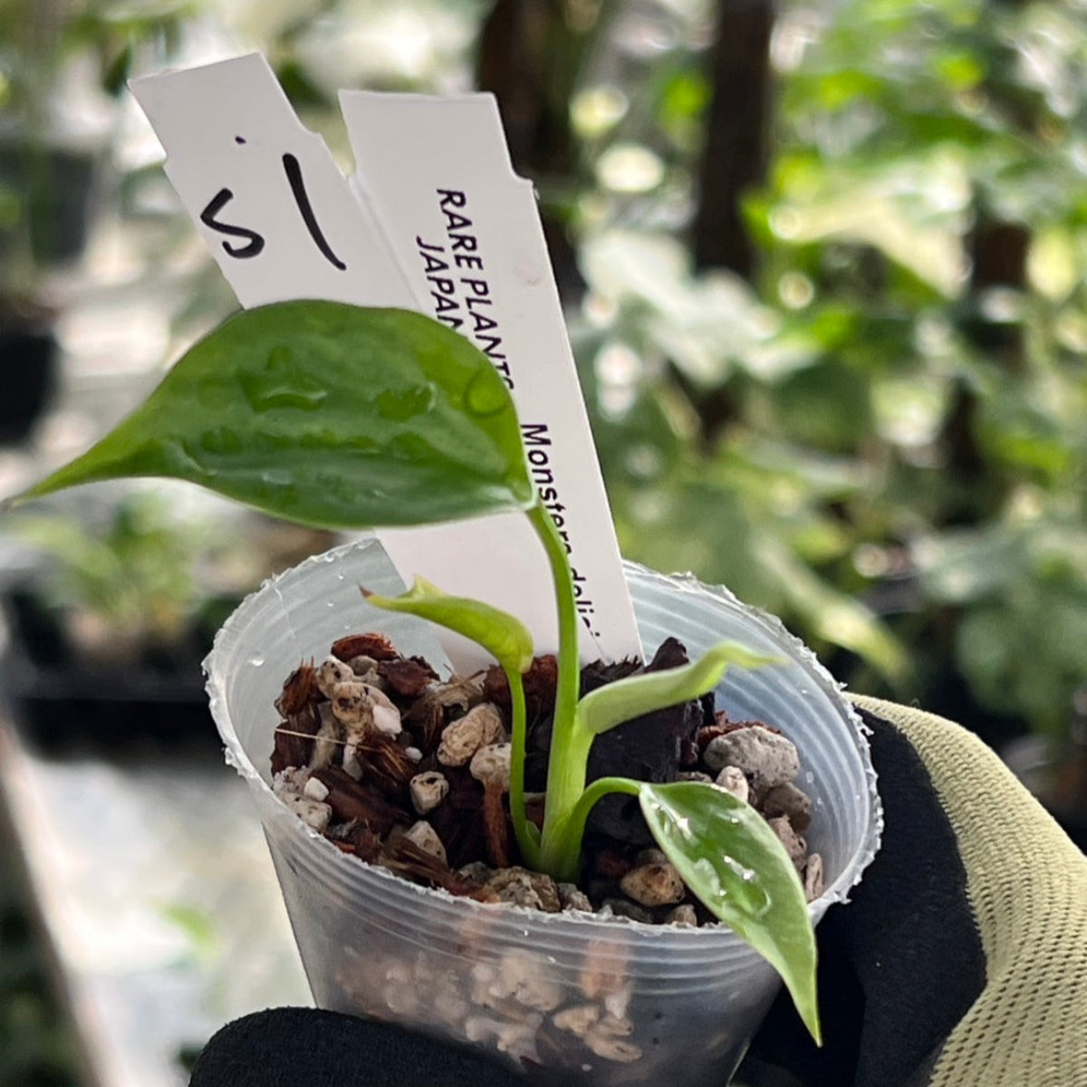 【シロウト園芸選抜/希少】モンステラ・デリシオーサ var.シエラナ 2号サイズ カオスチップ植え