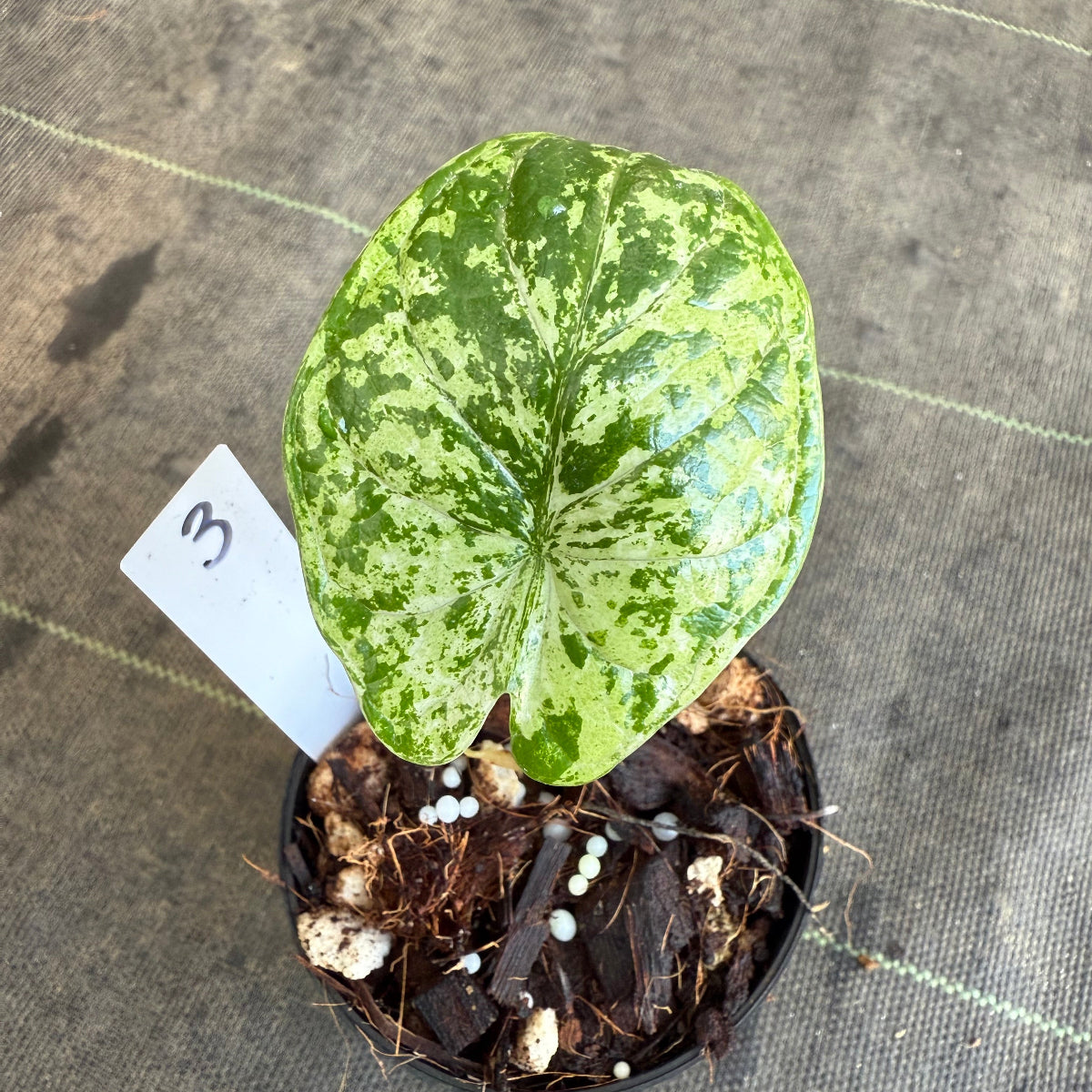 【シロウト園芸選抜】【希少】アロカシア 'ドラゴンスケール' ミント 3.5号　選択可能