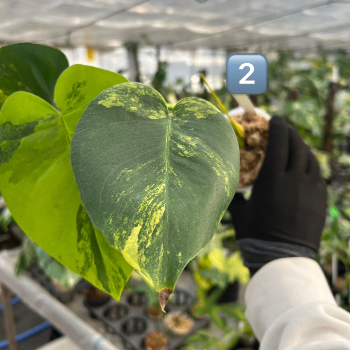 【初出品/コレクション】モンステラ デリシオーサ 'ポンポン'