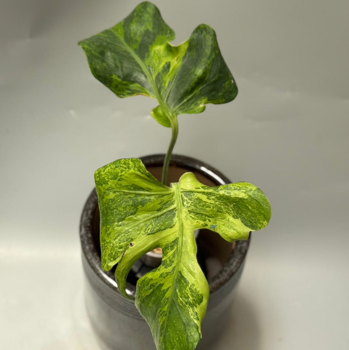 SALE!!! – RARE PLANTS JAPAN (レアプランツジャパン)