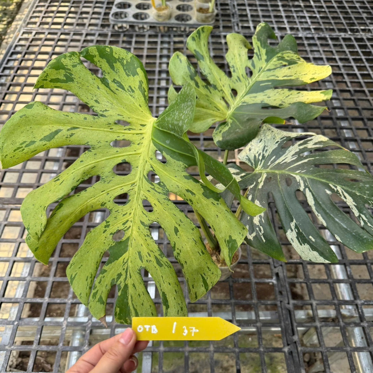 【３日間限定受付/予約販売】モンステラ・デリシオーサ 'ベトシオーサ'