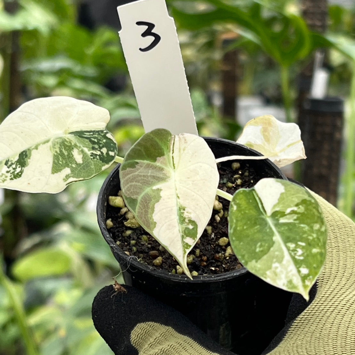 【セール】アロカシア・レギヌラ  'ブラックベルベット'  ピンク斑入り　3号サイズ