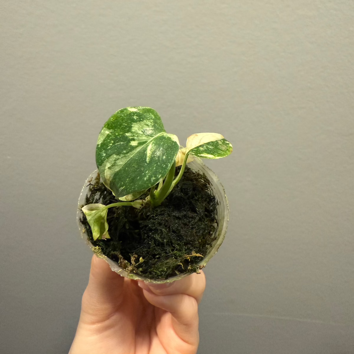 選抜株/2号サイズ】モンステラ・デリシオーサ 'タイコンステレーション 選抜株/2号サイズ】モンステラ・デリシオーサ 'タイコンステレーション