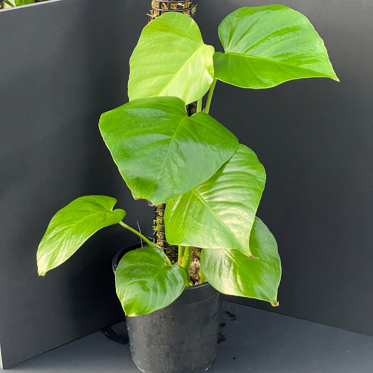 モンステラ・デリシオーサ var.シエラナ 4号サイズ – RARE PLANTS 