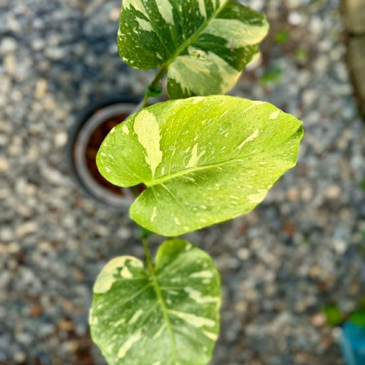 【Live販売】 64番　モンステラ・デリシオーサ 'アンブレラ'