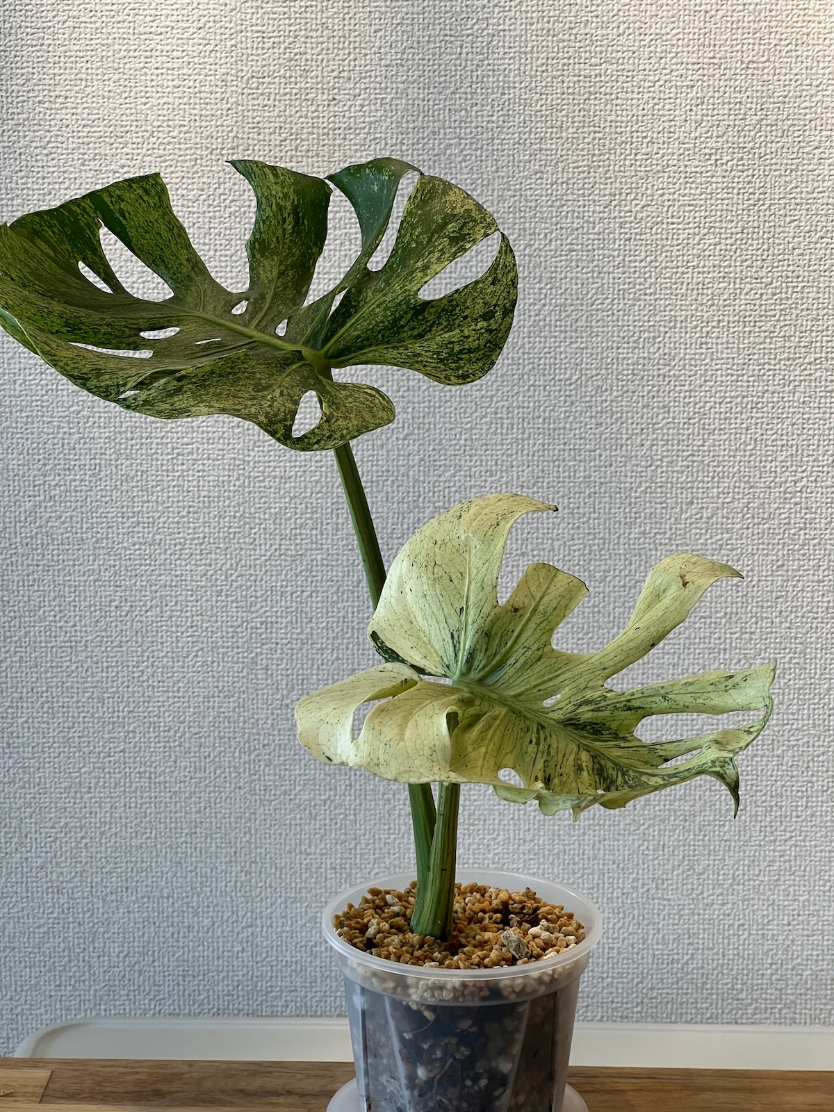 モンステラ。デリシオーサ。観葉植物。鉢ごと無料でお届け致します。