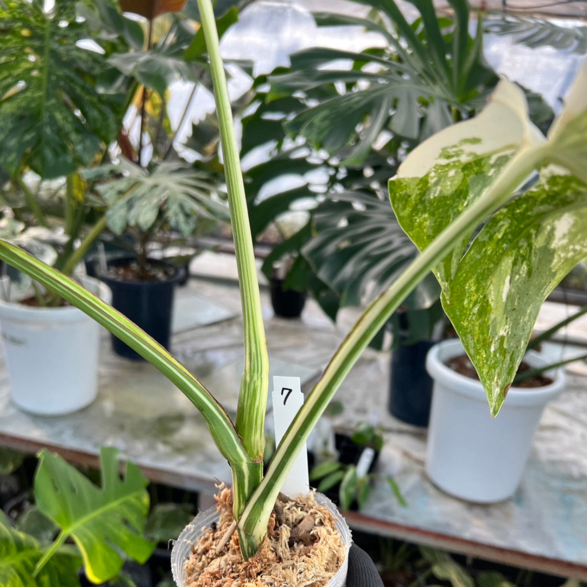 特大　モンステラデリシオーサ　ボルシギアナ　アルボ 選抜】モンステラ・デリシオーサ var.ボルシギアナ 'アルボ(ホワイト