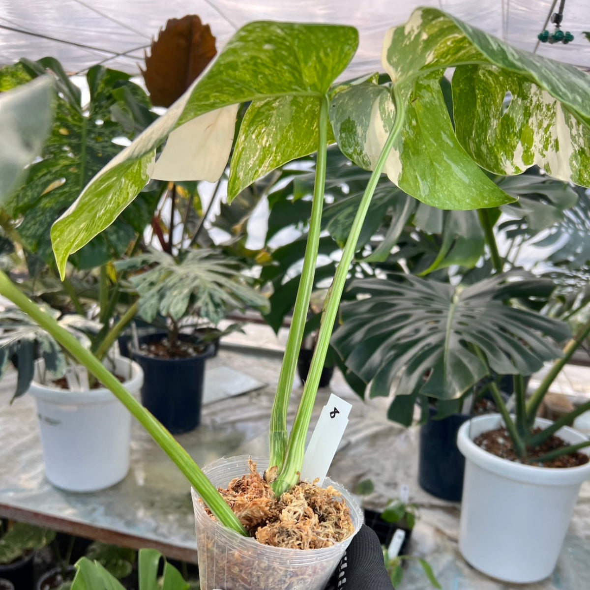 【選抜】モンステラ・デリシオーサ var.ボルシギアナ 'アルボ(ホワイトタイガー)'