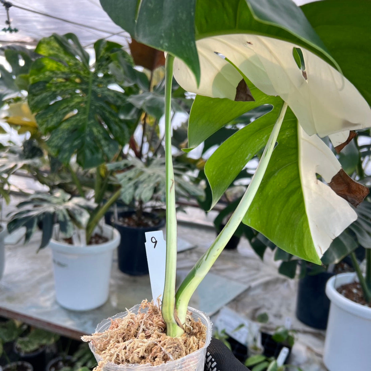選抜】モンステラ・デリシオーサ var.ボルシギアナ 'アルボ(ホワイト