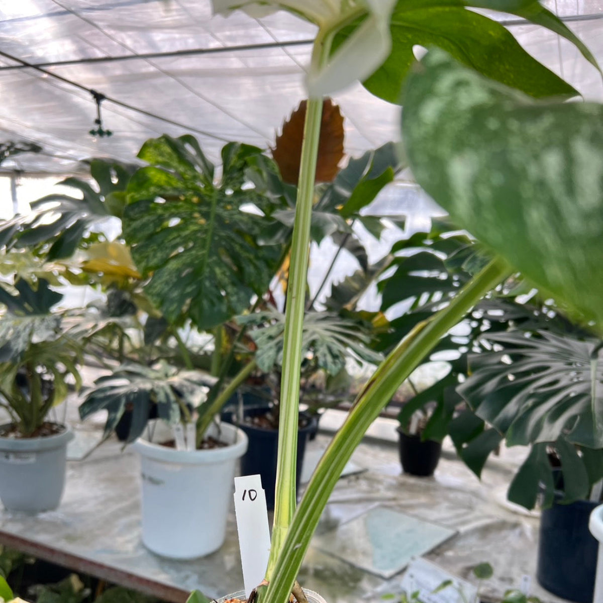 選抜】モンステラ・デリシオーサ var.ボルシギアナ 'アルボ(ホワイト