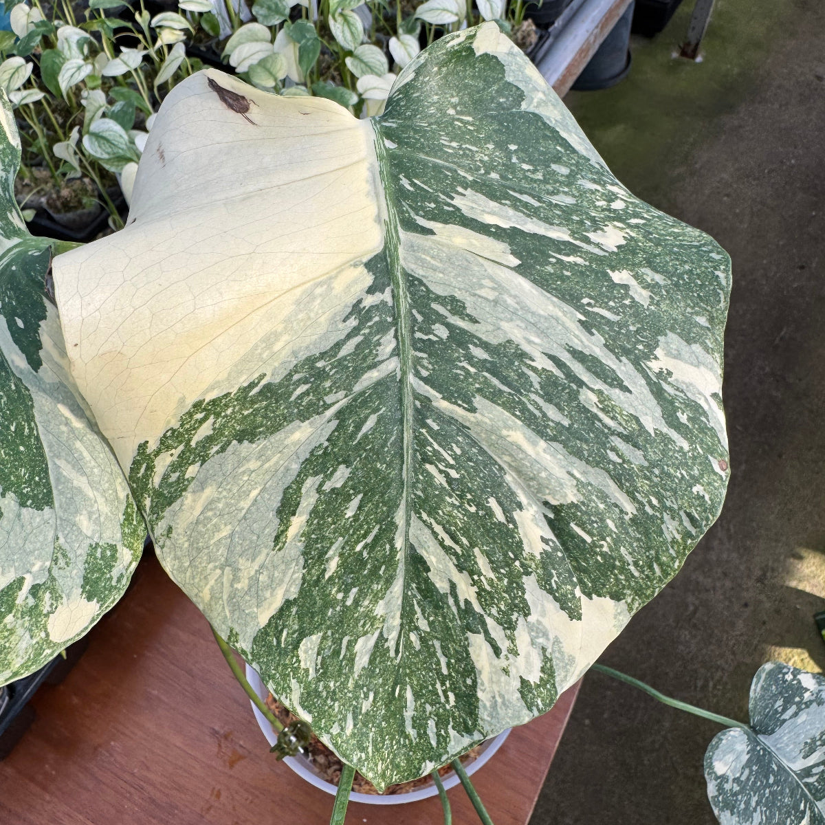 美斑】モンステラ クリームブリュレ Monstera deliciosa 'Cream