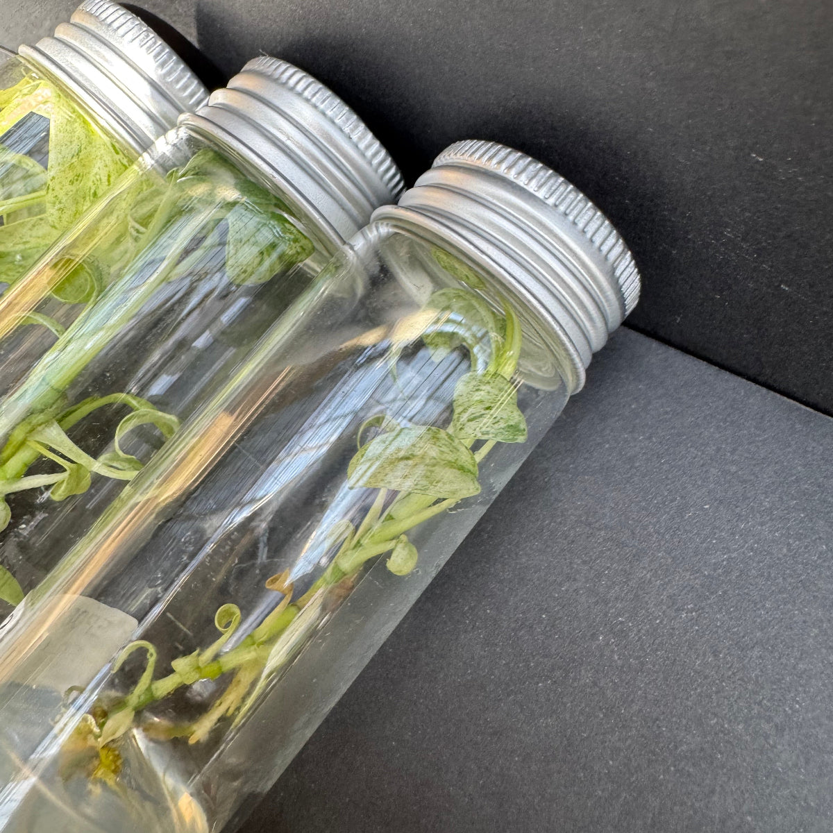 ビトロ苗（瓶入り） – RARE PLANTS JAPAN (レアプランツジャパン)