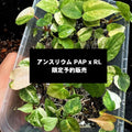 【希少株】アンスリウム  PAP x RL  斑入り未確認