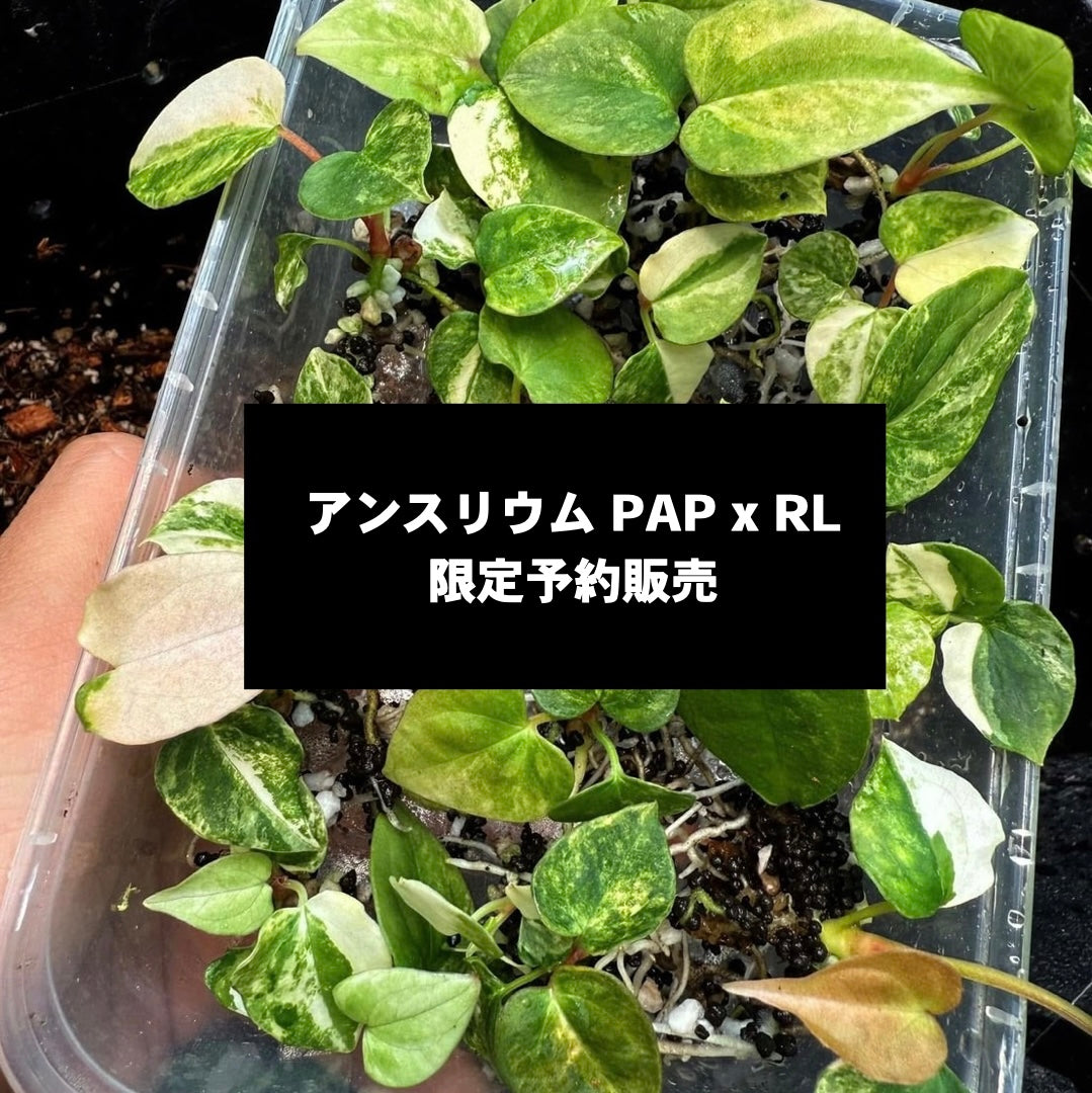 最終発売【希少株】アンスリウム  PAP x RL  斑入り未確認