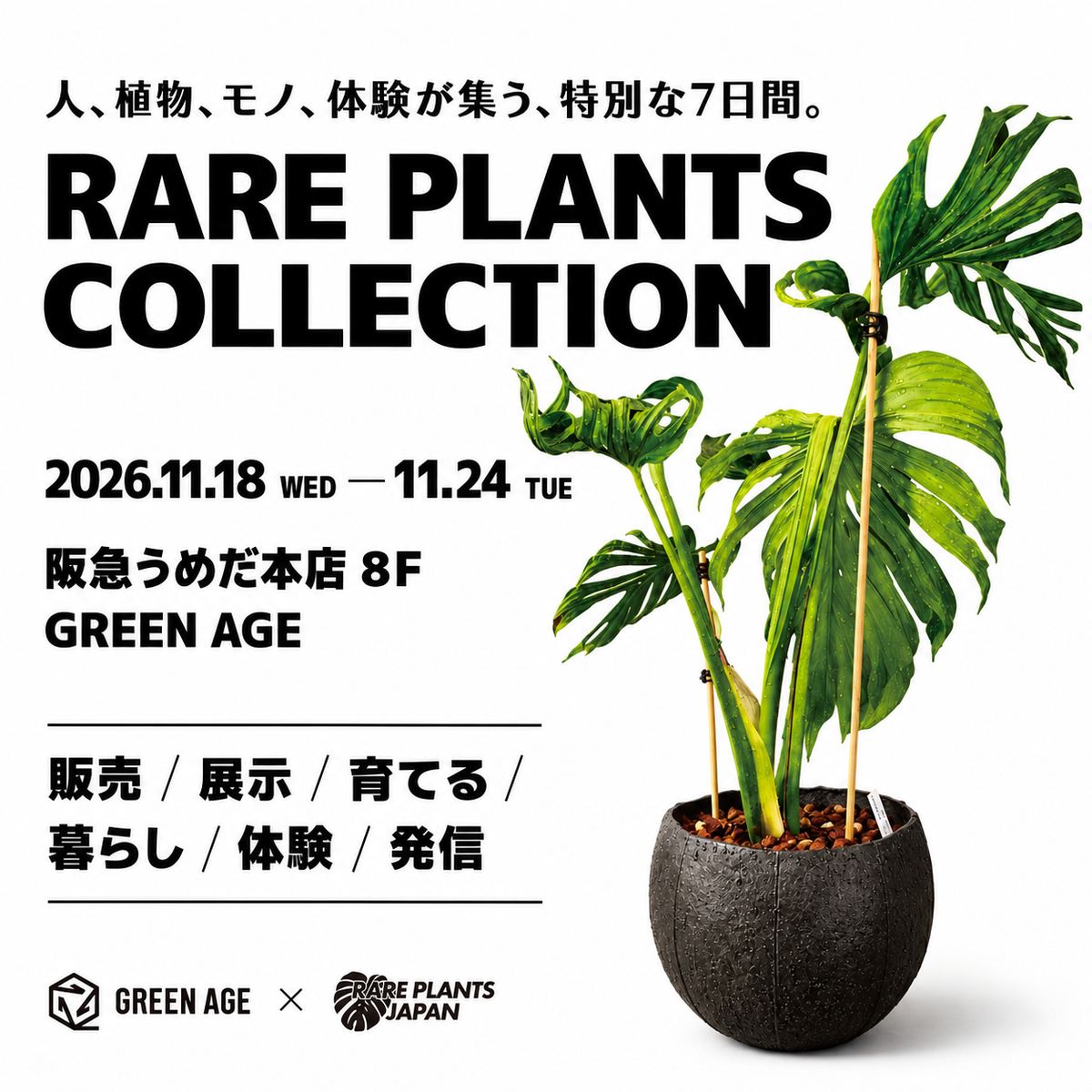 RARE PLANTS JAPAN(レアプランツジャパン) – RARE PLANTS JAPAN (レア