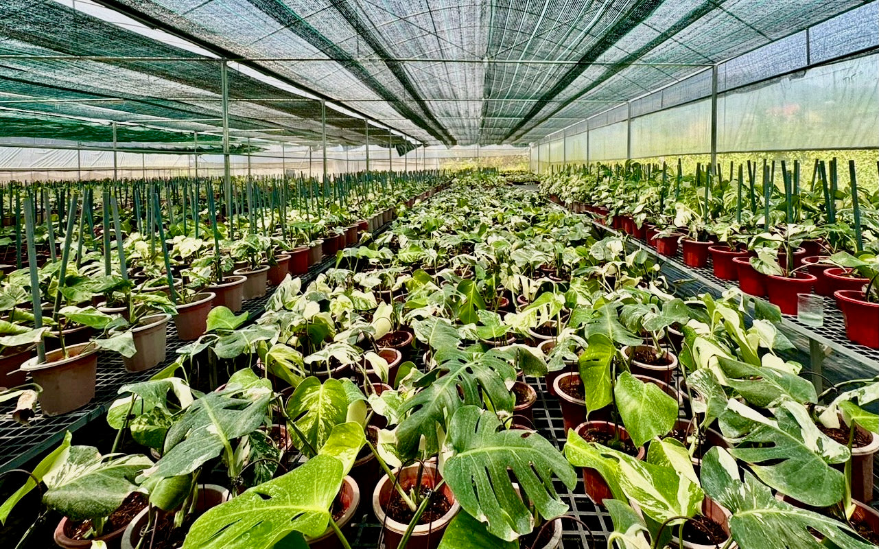 RARE PLANTS JAPAN(レアプランツジャパン) – RARE PLANTS JAPAN