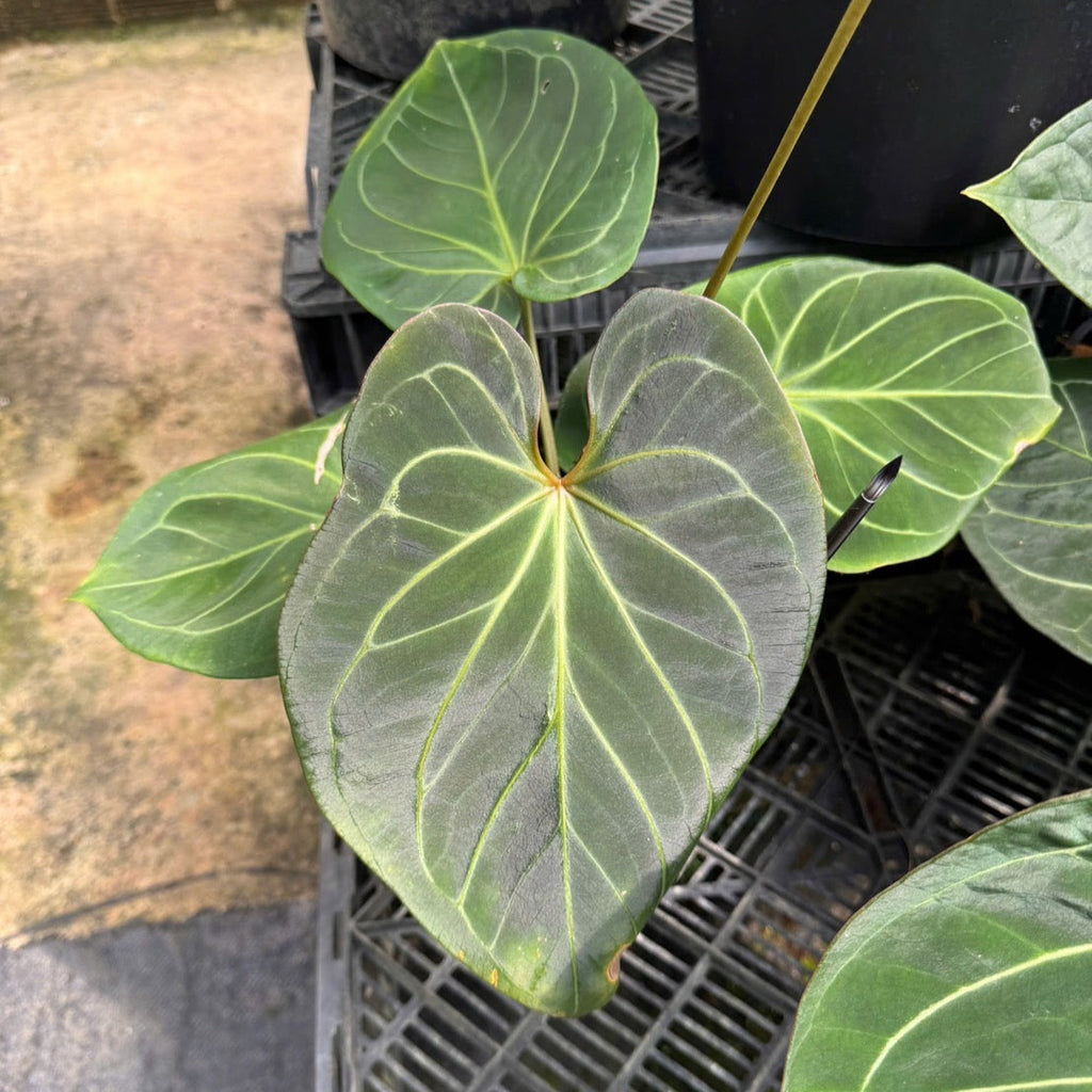 アンスリウム Anthurium 'King of Spades(KOS) hybrid