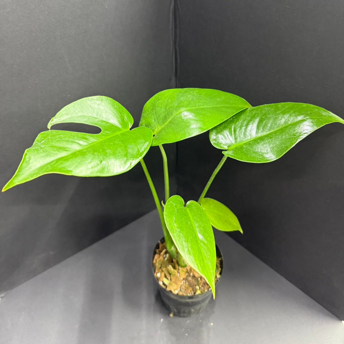 モンステラ・デリシオーサ　'コンパクタ'  3.5号サイズ
