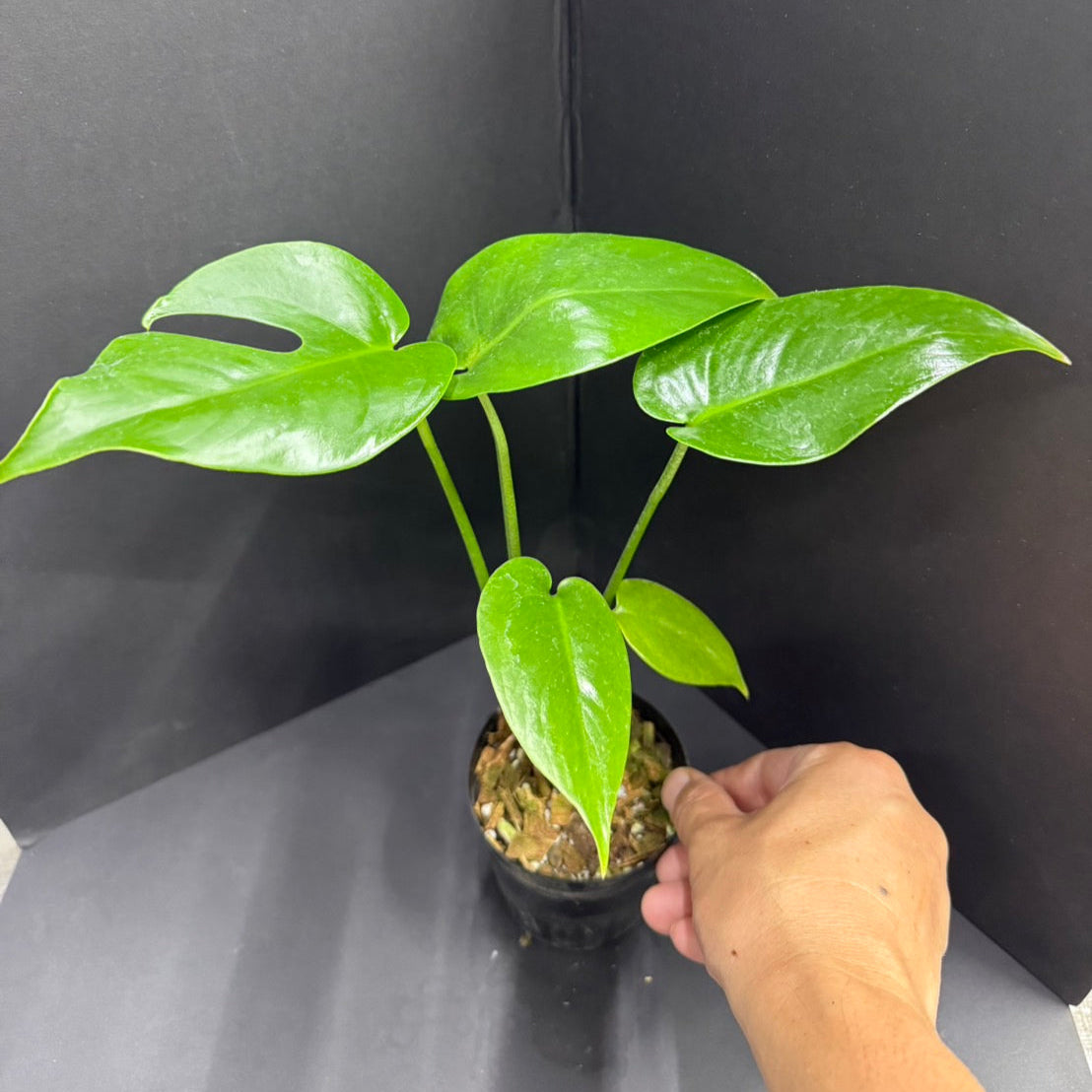 モンステラ・デリシオーサ 'コンパクタ' 3.5号サイズ – RARE PLANTS