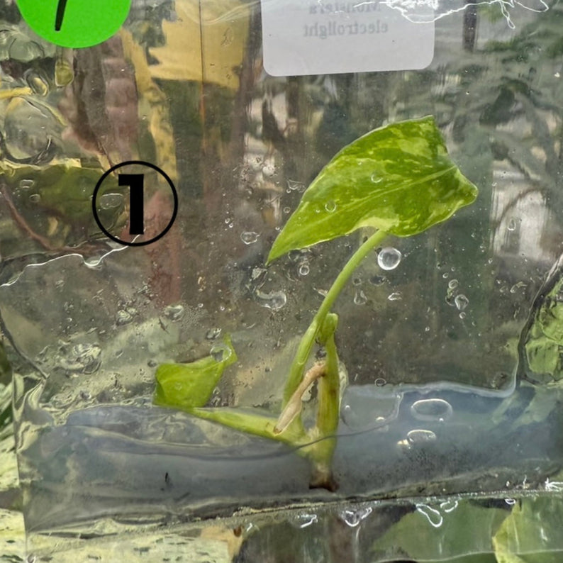 希少/コレクション】モンステラ デリシオーサ 'エレクトロライト' 組織