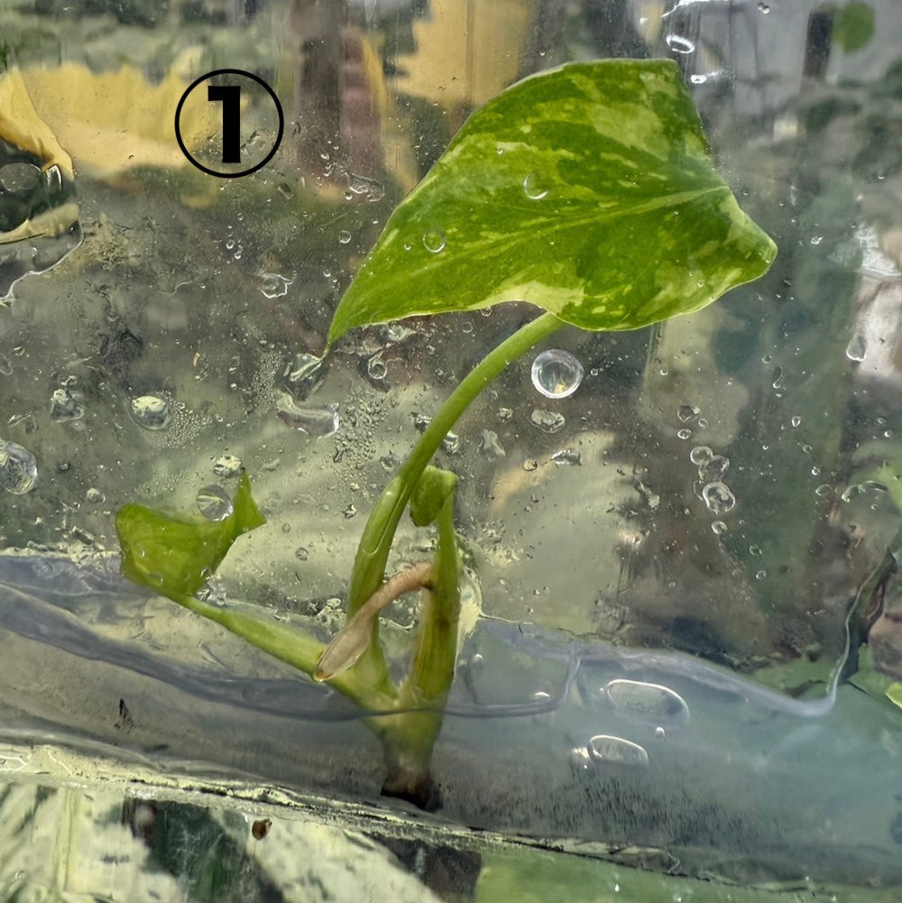 希少/コレクション】モンステラ デリシオーサ 'エレクトロライト' 組織