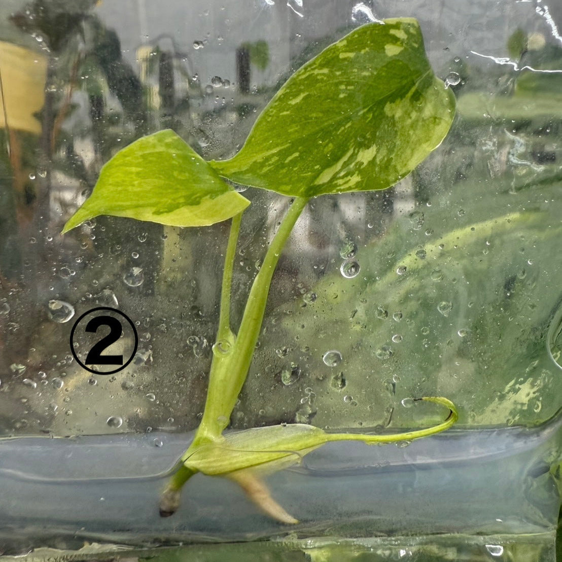 Yoモンステラ エレクトロライト　組織培養苗　順化済　2寸ポリポット 希少/コレクション】モンステラ デリシオーサ 'エレクトロライト' 組織