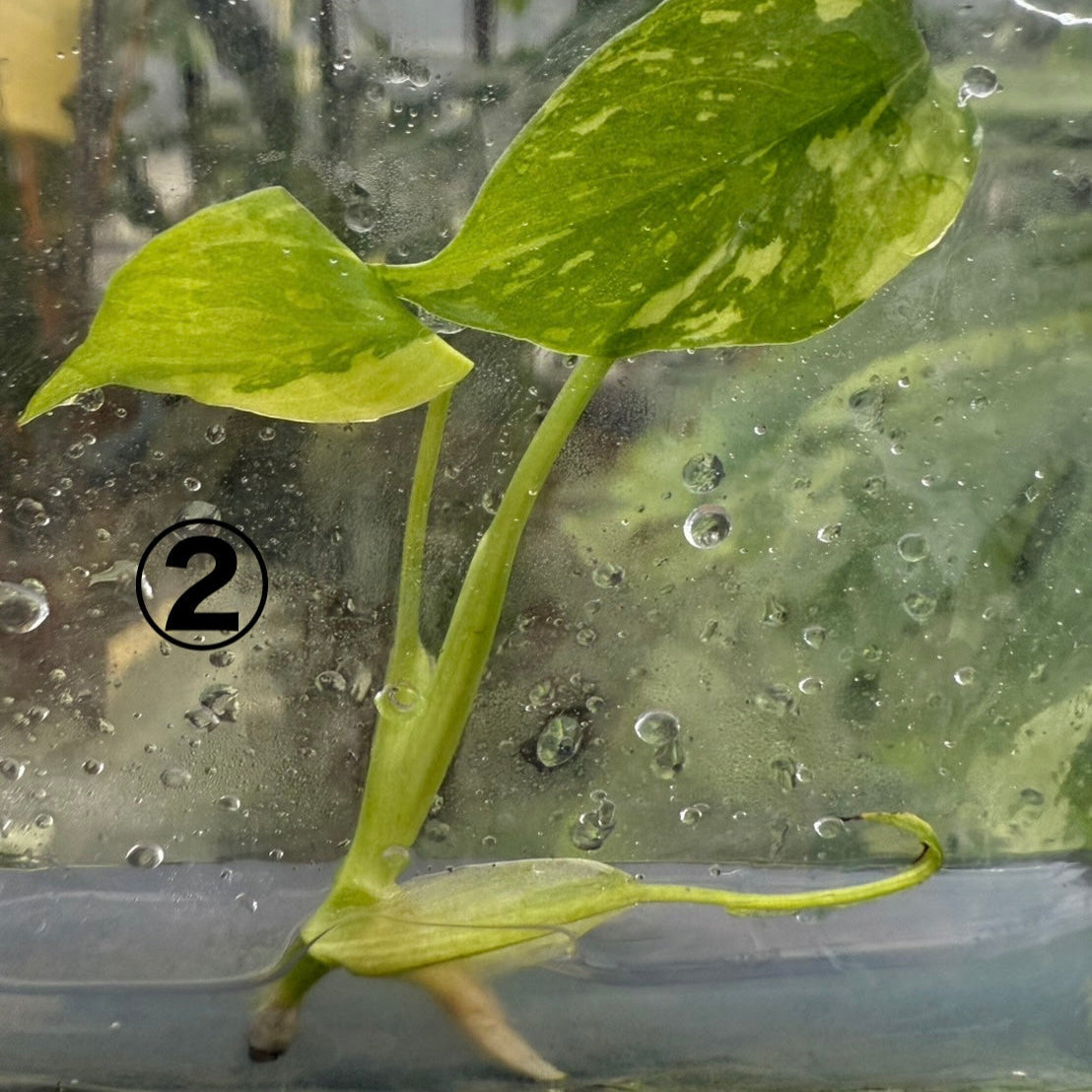 希少/コレクション】モンステラ デリシオーサ 'エレクトロライト' 組織