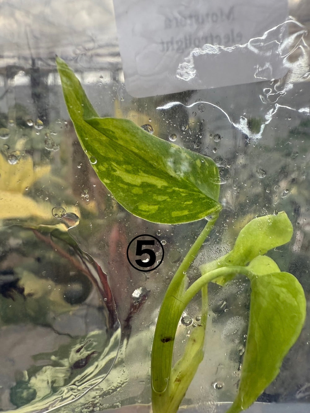 k*o様 14 モンステラ　デリシオーサ　エレクトロライトキング　TC苗　元気い 14 モンステラ デリシオーサ エレクトロライトキング TC苗 元気