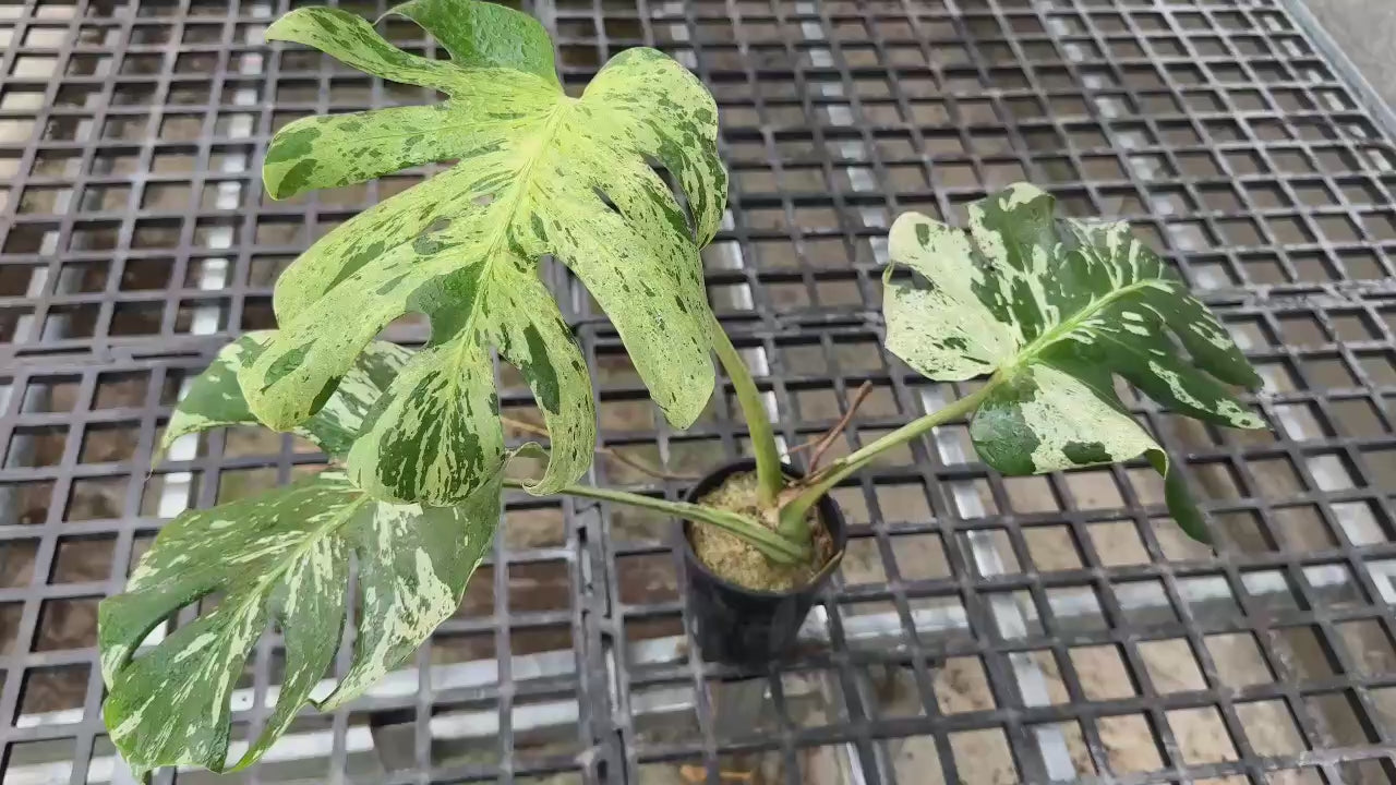 希少 モンステラ バルバソウ ベトシオーサ コレクション】モンステラ