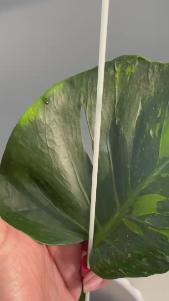 予約販売8-267】モンステラ・デリシオーサ 'トンキーマ' – RARE PLANTS